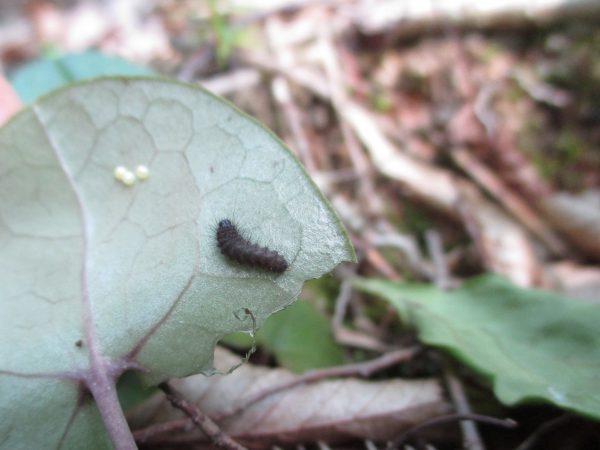 カンアオイの葉裏にいるギフチョウの幼虫