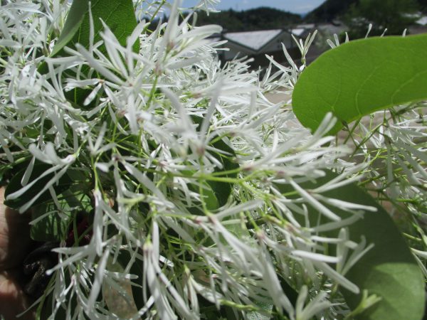 ヒトツバタゴの花