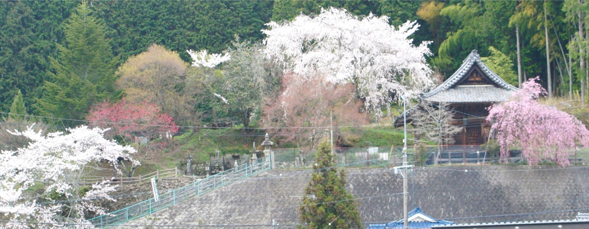 大湫宿 ビューティースポット 観音堂の春 春景色 大湫町コミュニティ推進協議会
