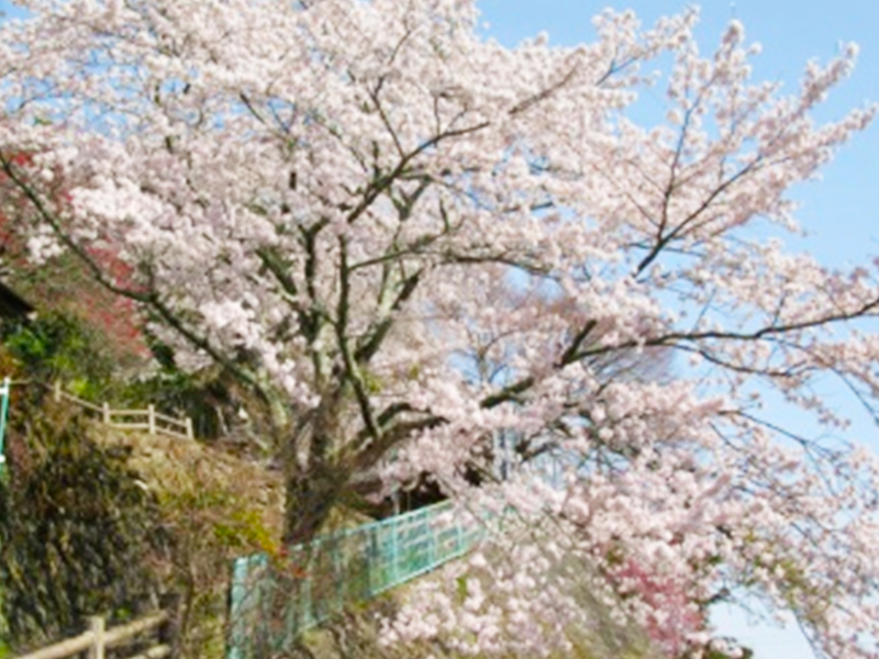 大湫宿 ビューティースポット 観音堂の春 春景色 大湫町コミュニティ推進協議会