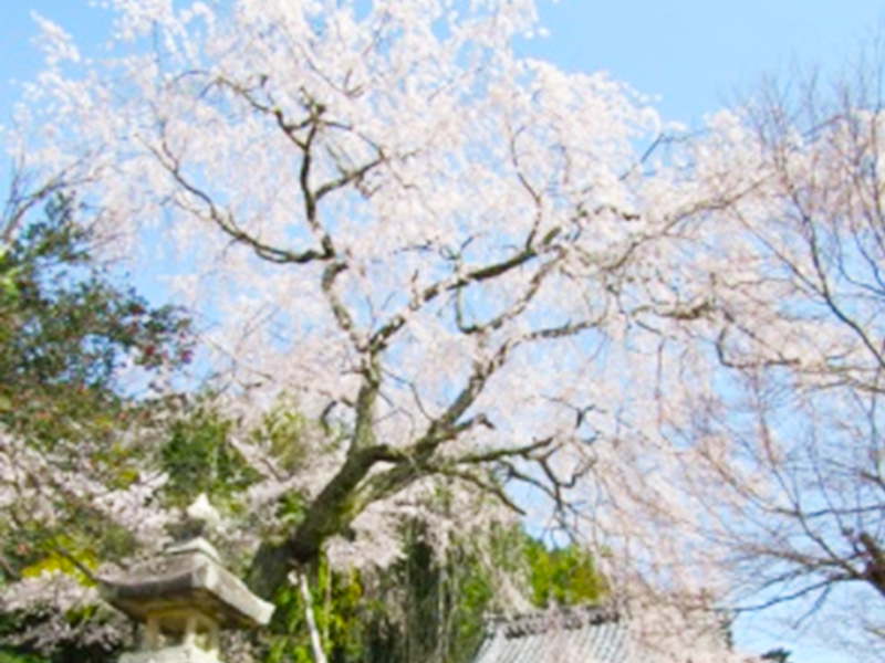 大湫宿 ビューティースポット 観音堂の春 春景色 大湫町コミュニティ推進協議会