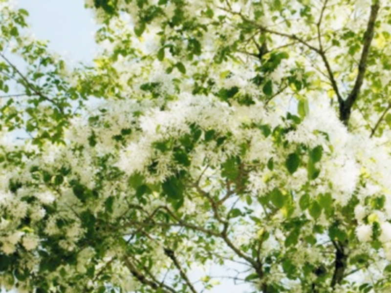 大湫宿 ビューティースポット 観音堂の春 春景色 大湫町コミュニティ推進協議会