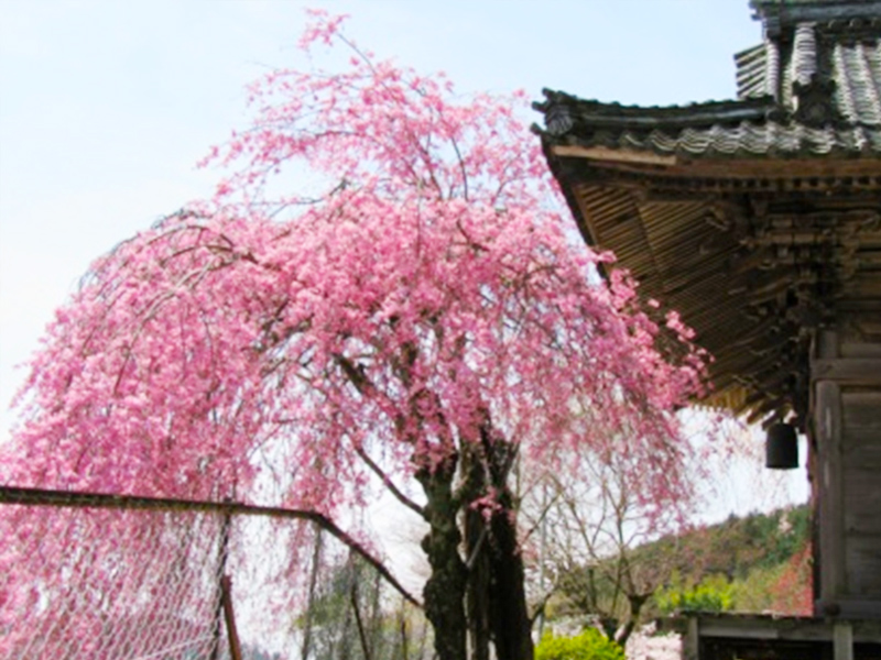 大湫宿 ビューティースポット 観音堂の春 春景色 大湫町コミュニティ推進協議会