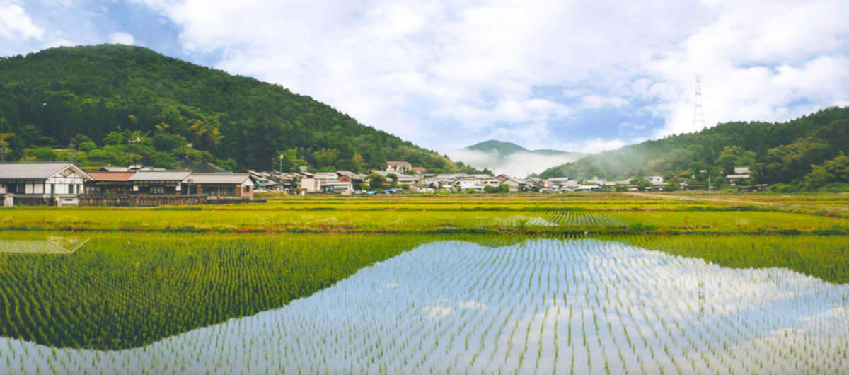 大湫宿 ビューティースポット 初夏の裏田 大湫町コミュニティ推進協議会