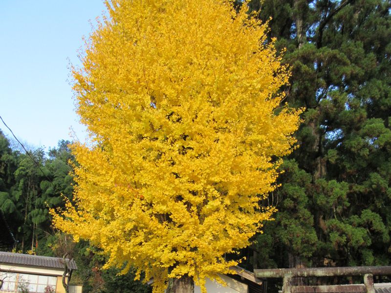 大湫宿 ビューティースポット 実りの秋 大湫町コミュニティ推進協議会