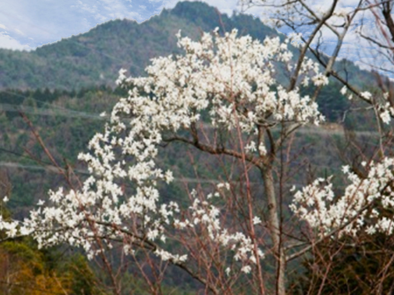 大湫宿 ビューティースポット 花の森 春景色 大湫町コミュニティ推進協議会