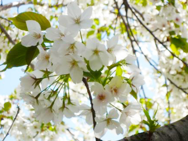 大湫宿 ビューティースポット 花の森 春景色 大湫町コミュニティ推進協議会