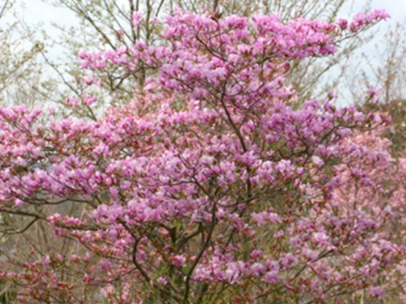 大湫宿 ビューティースポット 花の森 春景色 大湫町コミュニティ推進協議会
