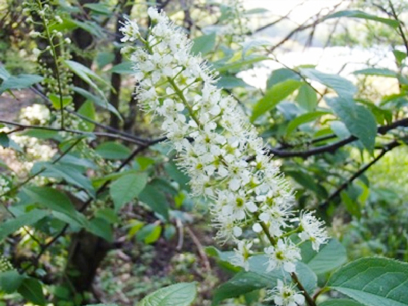 大湫宿 ビューティースポット 花の森 春景色 大湫町コミュニティ推進協議会