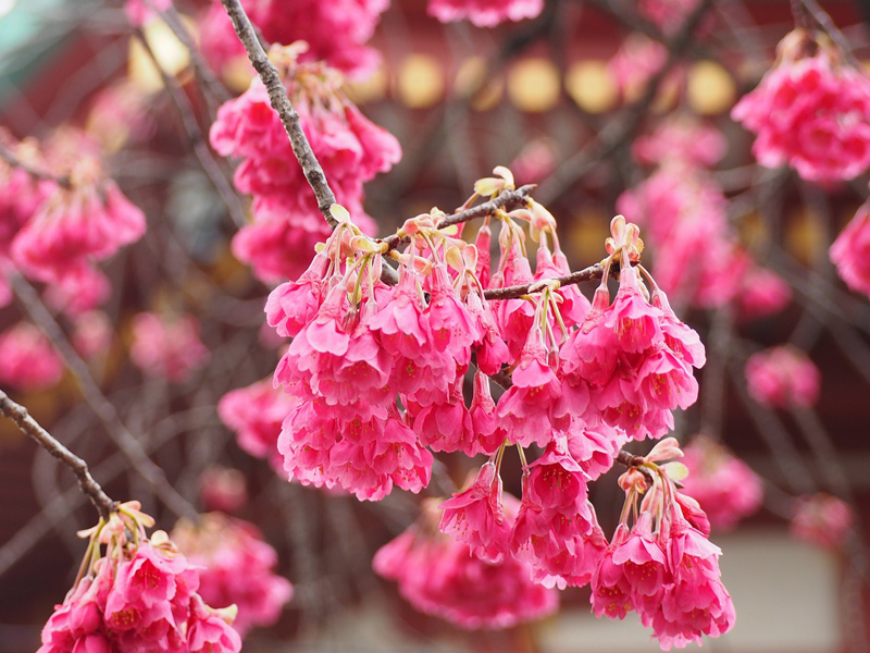 大湫宿 ビューティースポット 花の森 春景色 大湫町コミュニティ推進協議会