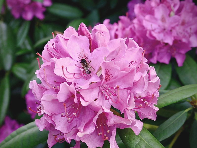 大湫宿 ビューティースポット 花の森 春景色 大湫町コミュニティ推進協議会