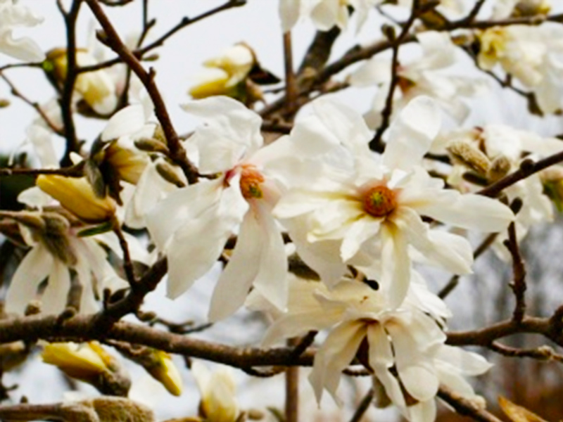 大湫宿 ビューティースポット 花の森 春景色 大湫町コミュニティ推進協議会