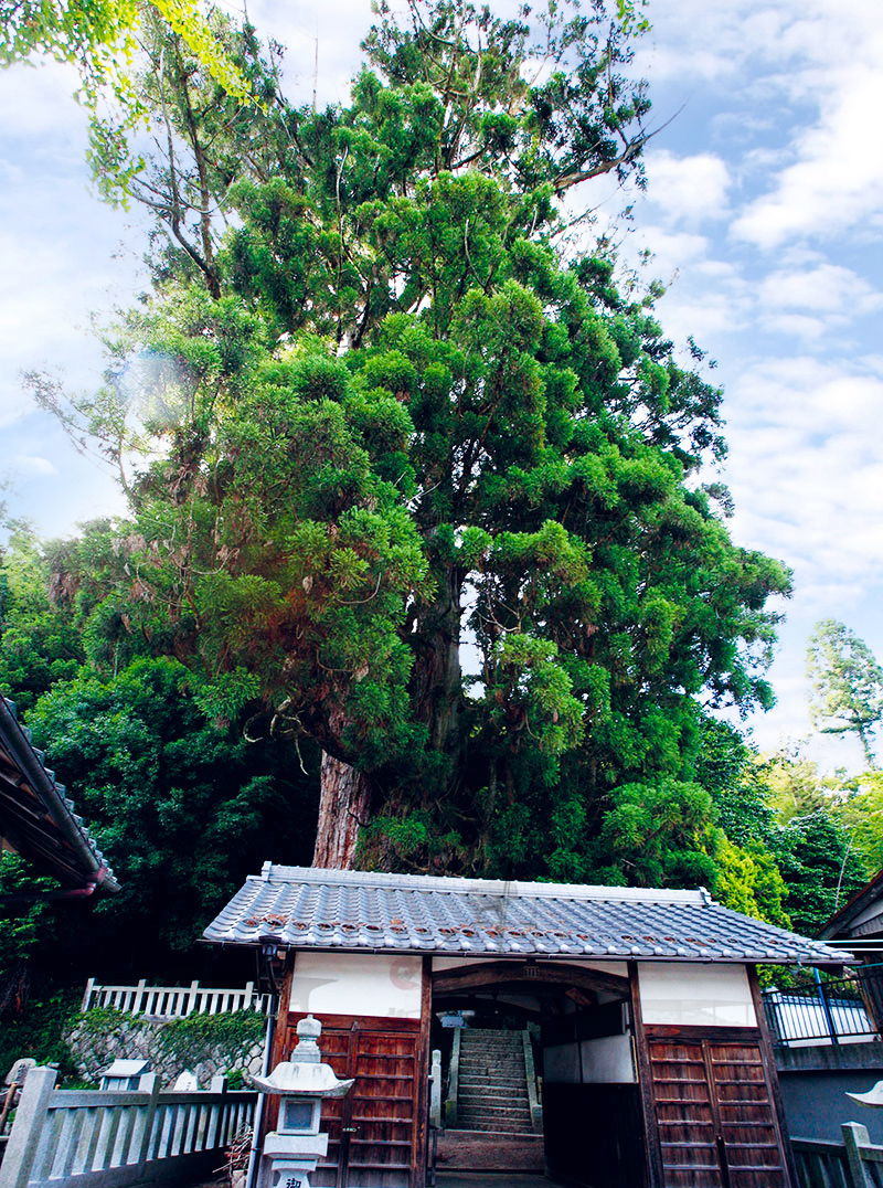 大湫宿 パワースポット 神明神社の大杉 大湫町コミュニティ推進協議会