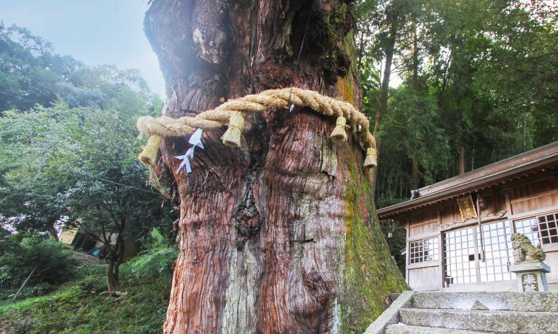 大湫宿 パワースポット 神明神社の大杉 大湫町コミュニティ推進協議会