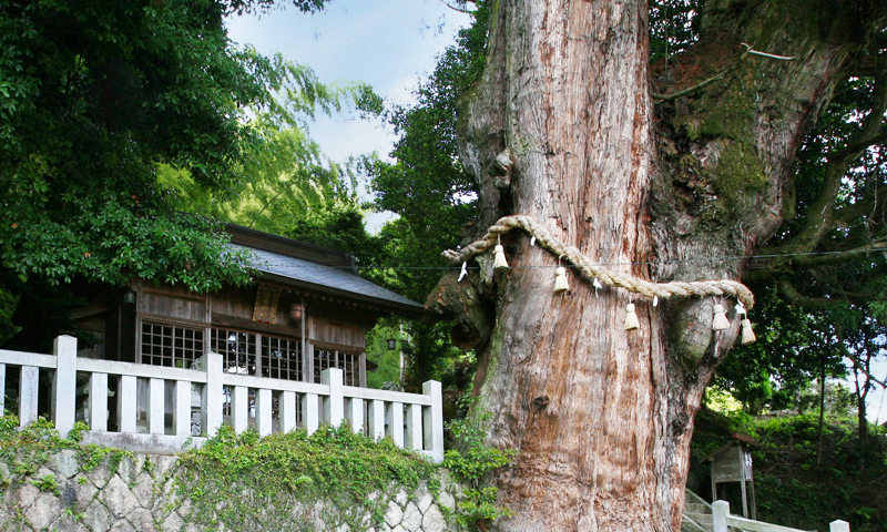 大湫宿 パワースポット 神明神社の大杉 大湫町コミュニティ推進協議会