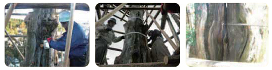 大湫宿 パワースポット 神明神社の大杉 大湫町コミュニティ推進協議会