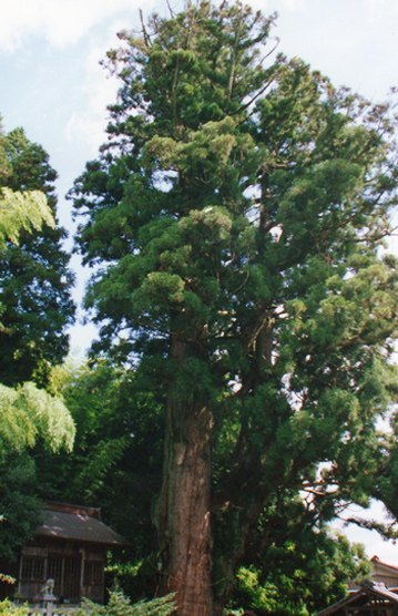 大湫宿 パワースポット 神明神社の大杉 大湫町コミュニティ推進協議会