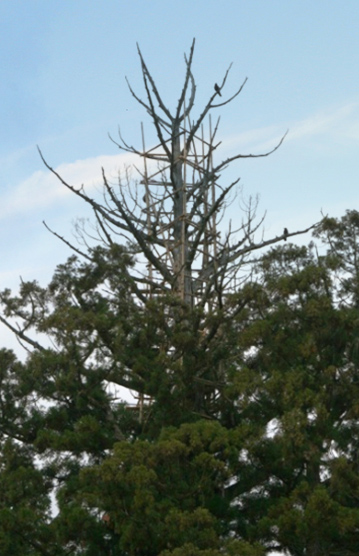 大湫宿 パワースポット 神明神社の大杉 大湫町コミュニティ推進協議会