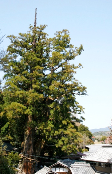 大湫宿 パワースポット 神明神社の大杉 大湫町コミュニティ推進協議会
