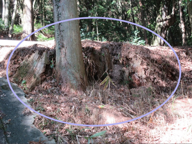 大湫宿 パワースポット 白山の大杉跡 大湫町コミュニティ推進協議会