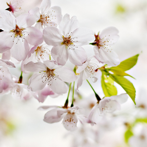 ビューティスポット 大湫町コミュニティ推進協議会